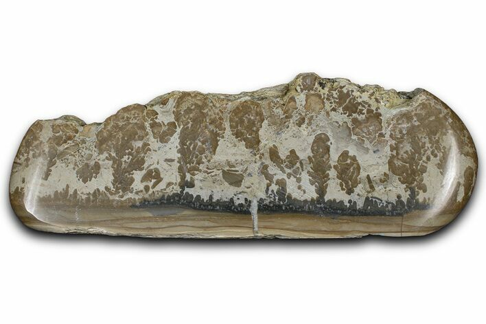 Triassic Aged Stromatolite Fossil - England #365706